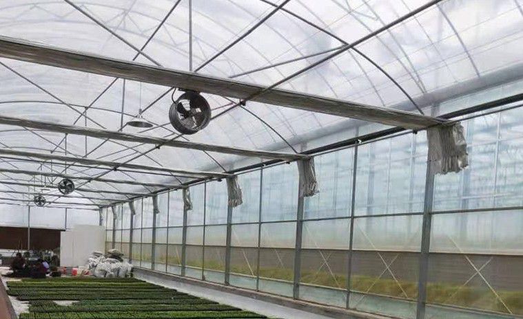 即墨連棟溫室大棚