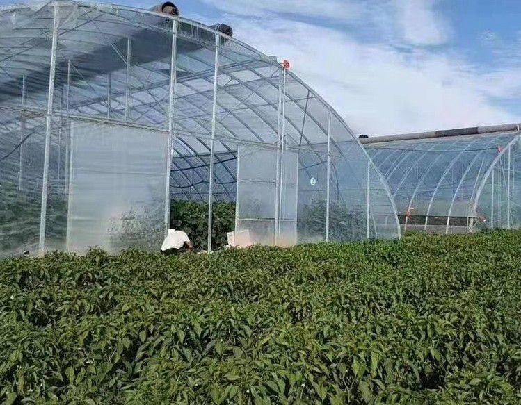 南寧橢圓管大棚